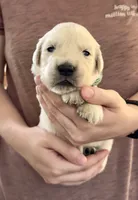 Leah’s Green, a male English Cream Golden Retriever for sale in Crawfordville, GA – 1 of 3