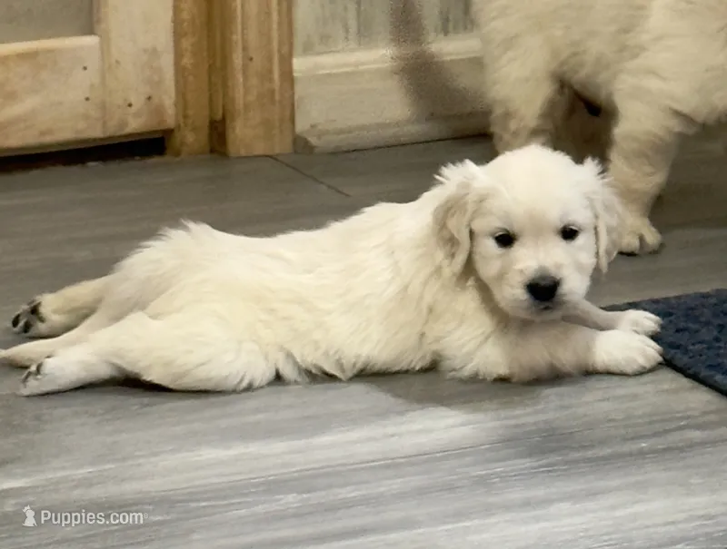 Pearl’s Green – English Cream Golden Retriever puppy for sale in Crawfordville, GA