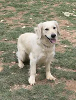 Leah’s Blue, a male English Cream Golden Retriever for sale in Crawfordville, GA – 3 of 3