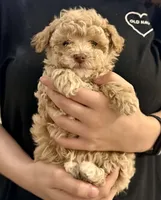 Ginger’s Female, a female Poodle - Toy  for sale in Crawfordville, GA – 2 of 2