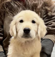 Stella’s Blue Boy, a male Golden Retriever and English Cream Golden Retriever for sale in Crawfordville, GA – Photo 2 of 2