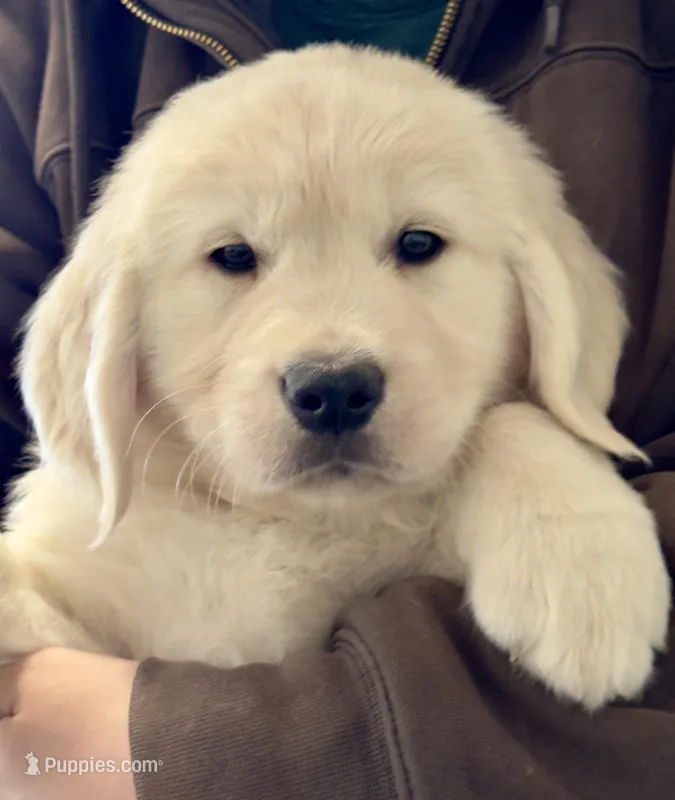 Honey’s Red, a female English Cream Golden Retriever for sale in Crawfordville, GA – 1 of 1