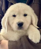 Honey’s Red, a female English Cream Golden Retriever for sale in Crawfordville, GA – 1 of 1