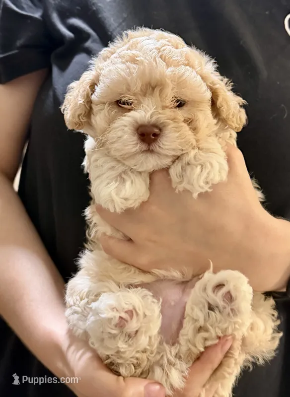 Ginger’s Male – Poodle - Toy  puppy for sale in Crawfordville, GA