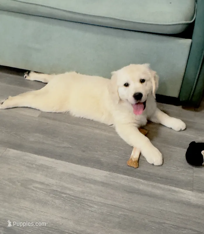 Honey’s Purple – English Cream Golden Retriever puppy for sale in Crawfordville, GA
