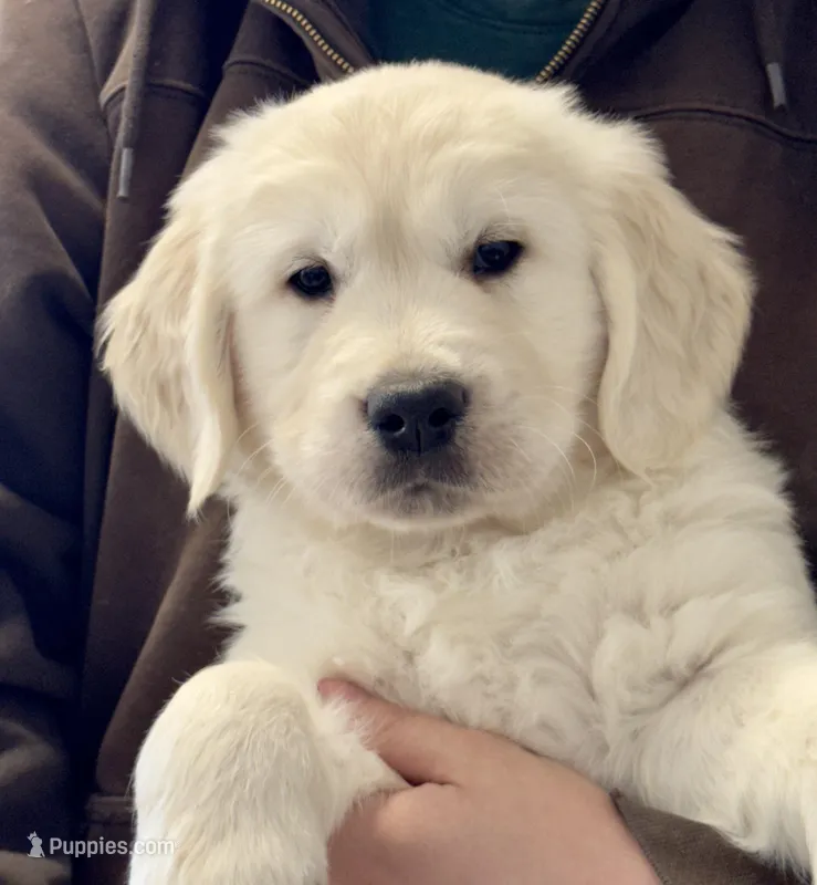 Honey’s Purple, a female English Cream Golden Retriever for sale in Crawfordville, GA – 1 of 1