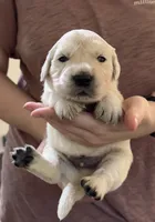 Leah’s Gray, a male English Cream Golden Retriever for sale in Crawfordville, GA – 1 of 1