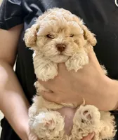 Ginger’s Male, a male Poodle - Toy  for sale in Crawfordville, GA – 2 of 2