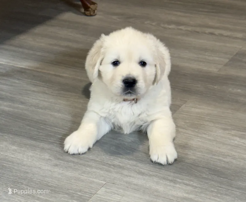 Pearl’s Brown – English Cream Golden Retriever puppy for sale in Crawfordville, GA
