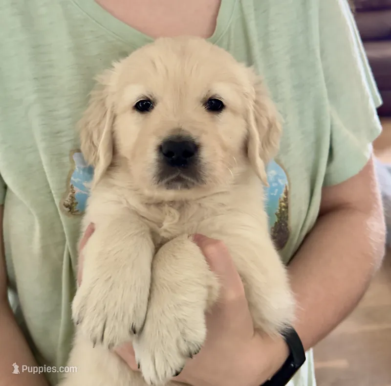 Leah’s Blue – English Cream Golden Retriever puppy for sale in Crawfordville, GA