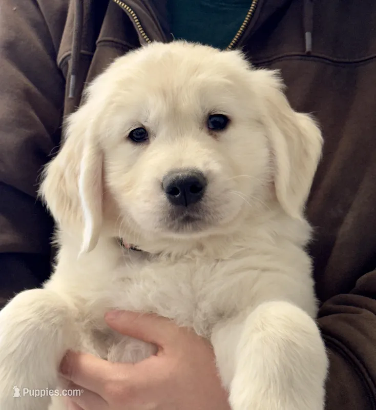 Honey’s Pink, a female English Cream Golden Retriever for sale in Crawfordville, GA – 1 of 1