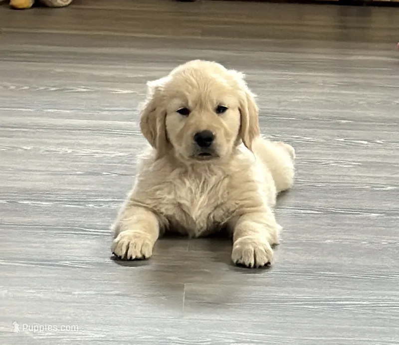 Pearl’s Red Boy – English Cream Golden Retriever puppy for sale in Crawfordville, GA