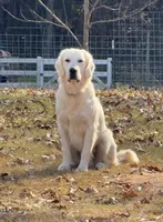 Leah’s Green, a male English Cream Golden Retriever for sale in Crawfordville, GA – 3 of 3