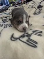 Blue Tri Female-Pink, a female Beagle for sale in Escalon, CA – Photo 2 of 5