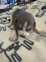 Blue Tri Female-Pink, a female Beagle for sale in Escalon, CA – Photo 3 of 5