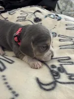 Blue Tri Female-Pink, a female Beagle for sale in Escalon, CA – Photo 1 of 5