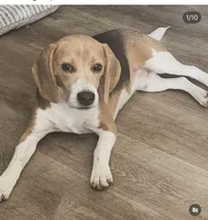 Blue Tri Female-Pink, a female Beagle for sale in Escalon, CA – Photo 4 of 5