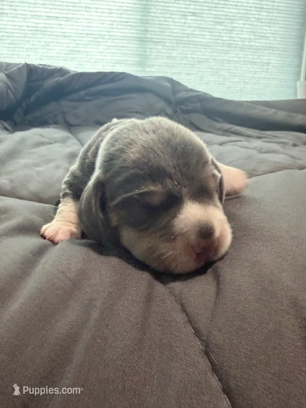 Orange Collar-Boy – Beagle puppy for sale in Escalon, CA