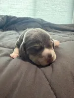 Orange Collar-Boy, a male Beagle for sale in Escalon, CA – 1 of 3