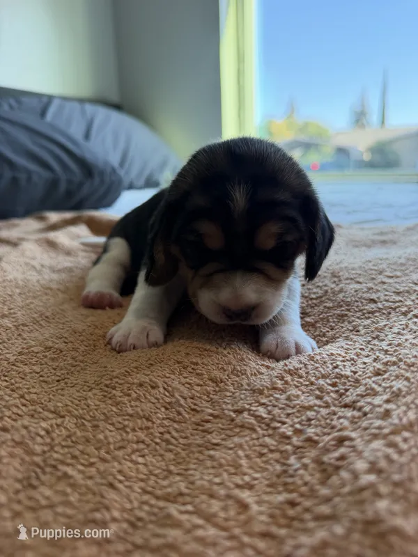 Purple Collar-Girl – Beagle puppy for sale in Escalon, CA