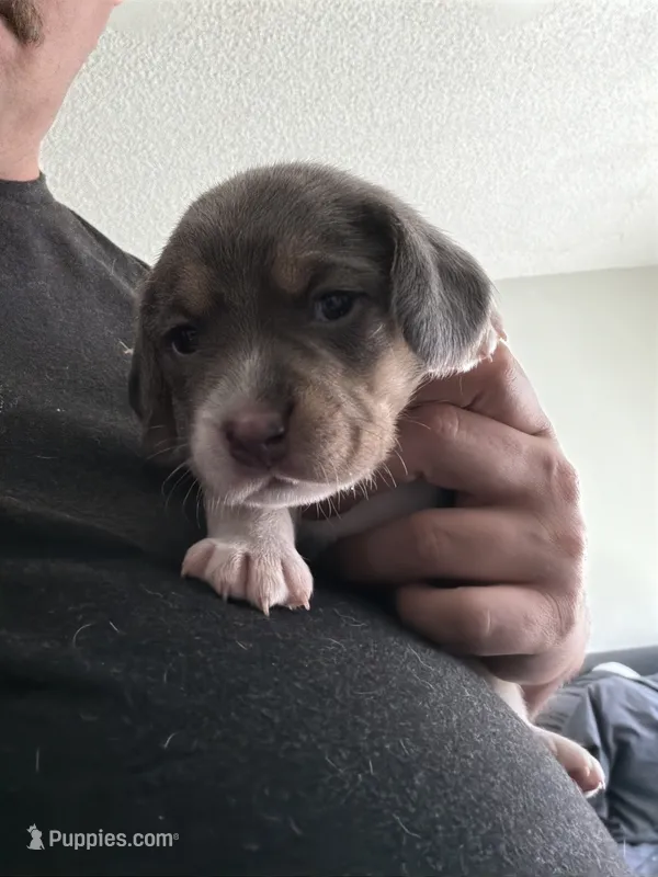 Pink Collar-Girl – Beagle puppy for sale in Escalon, CA