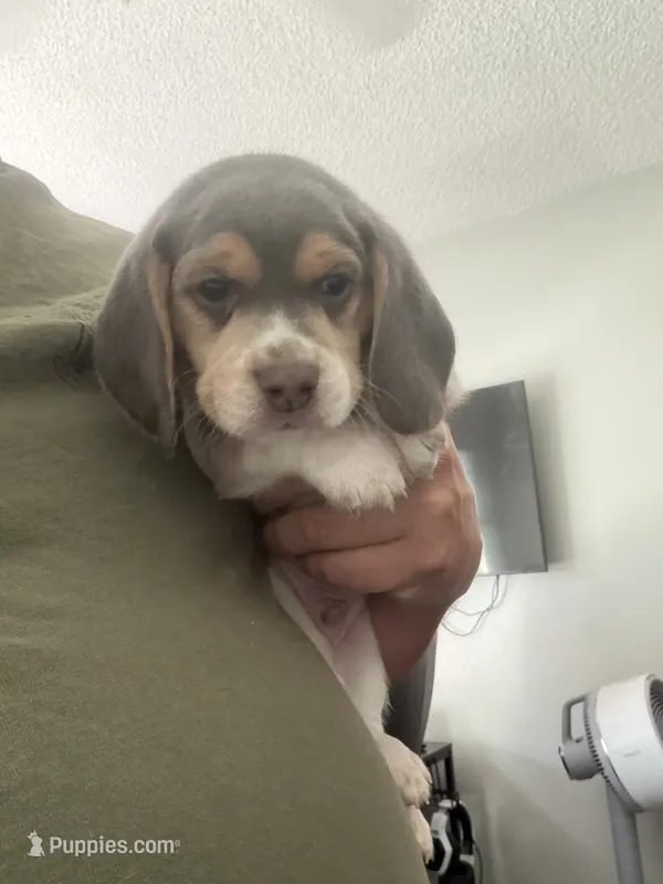 Green Collar-Boy – Beagle puppy for sale in Escalon, CA