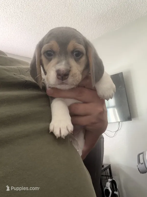 Pink Collar-Girl – Beagle puppy for sale in Escalon, CA