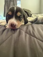 processed/6a80bf87-c5ba-45ab-a17d-706299f9d02f/listing/1cf6ec3d-4ac5-4552-822f-e57127b14e99/26d12009-cc89-4ed5-a372-cce1cab85f3f