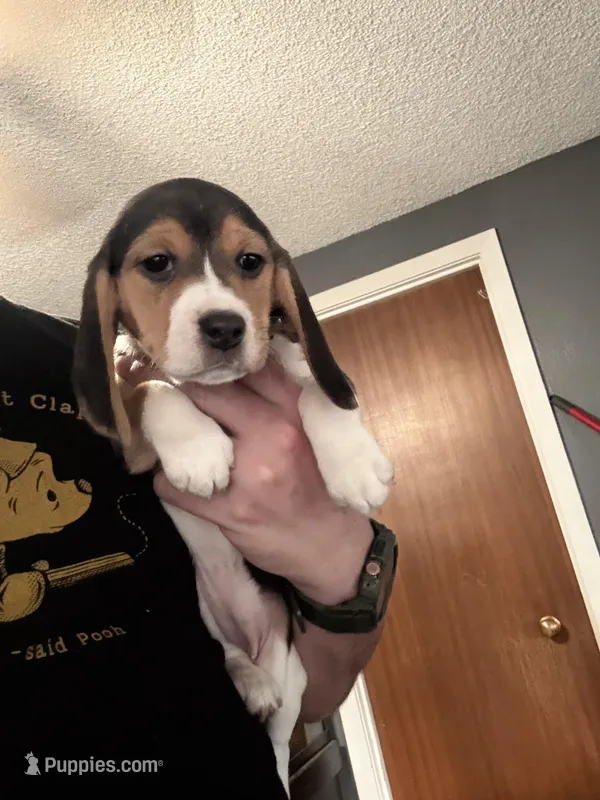 Black Tri Female-Light Green