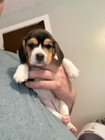 processed/6a80bf87-c5ba-45ab-a17d-706299f9d02f/listing/1cf6ec3d-4ac5-4552-822f-e57127b14e99/984039d8-5bf7-44b7-95f6-7eca2ba6c8e0