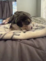 processed/6a80bf87-c5ba-45ab-a17d-706299f9d02f/listing/1cf6ec3d-4ac5-4552-822f-e57127b14e99/daa46015-b424-42f1-bbf5-196a3d7932e8