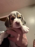 processed/6a80bf87-c5ba-45ab-a17d-706299f9d02f/listing/1e9c7076-fa51-418c-a515-7319f4d8554b/1f4b338a-96ec-4453-a67b-768a4aae278a