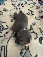 processed/6a80bf87-c5ba-45ab-a17d-706299f9d02f/listing/1e9c7076-fa51-418c-a515-7319f4d8554b/fd1afc67-d6a5-4373-9737-5664a0260151