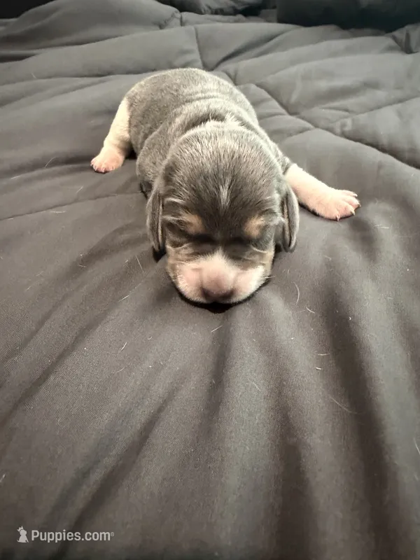 Green Collar-Boy – Beagle puppy for sale in Escalon, CA