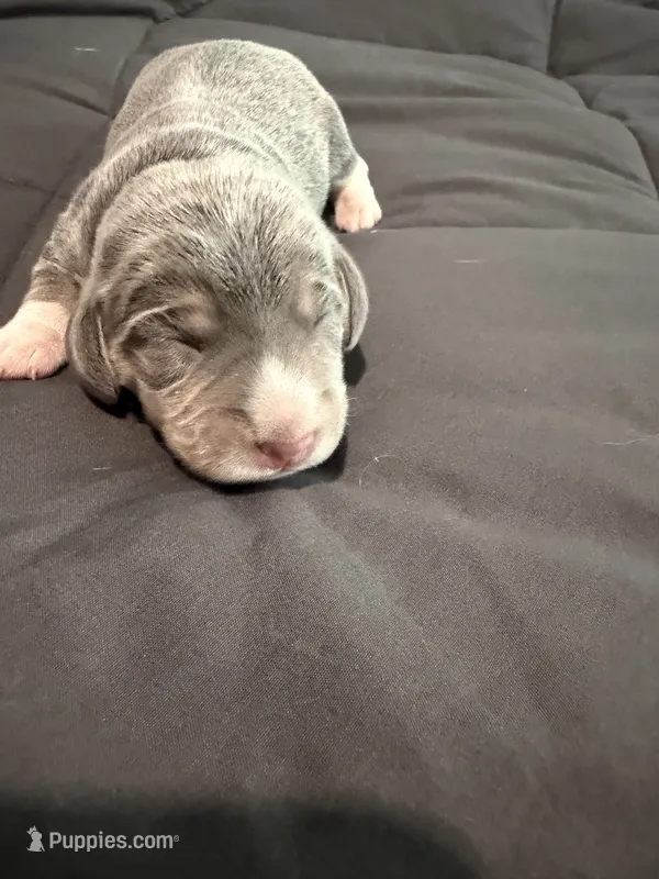 Gray Collar-Boy – Beagle puppy for sale in Escalon, CA