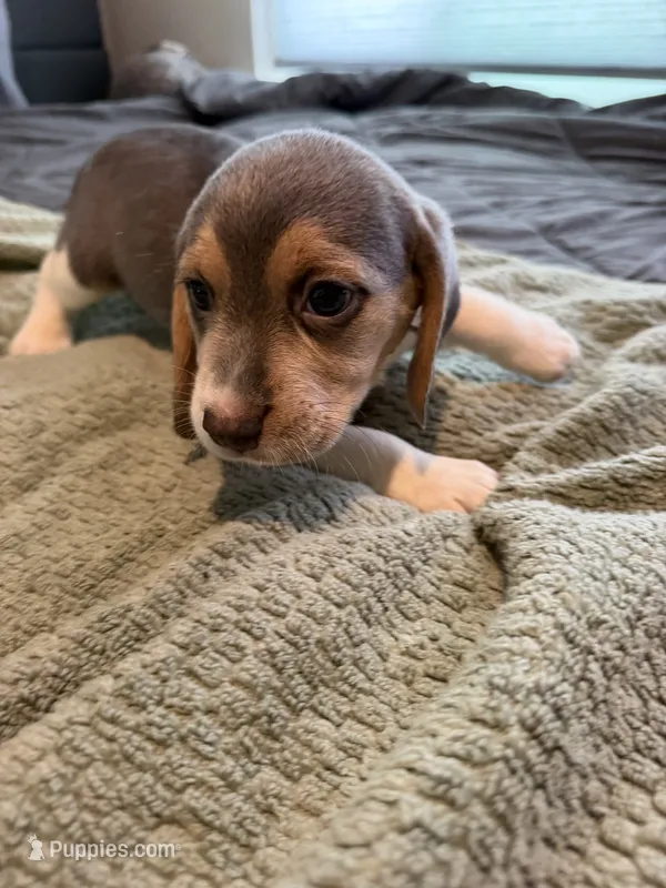 Pink Collar-Girl – Beagle puppy for sale in Escalon, CA
