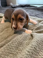 Pink Collar-Girl, a female Beagle for sale in Escalon, CA – 1 of 6