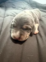 Pink Collar-Girl, a female Beagle for sale in Escalon, CA – 2 of 3