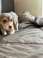 Pink Collar-Girl, a female Beagle for sale in Escalon, CA – 3 of 6
