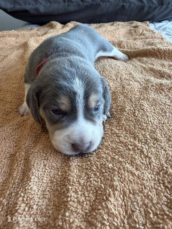 Red Collar-Boy – Beagle puppy for sale in Escalon, CA