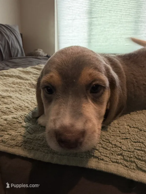 Gray Collar-Boy – Beagle puppy for sale in Escalon, CA