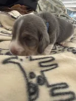 processed/6a80bf87-c5ba-45ab-a17d-706299f9d02f/listing/6f677f7b-5c2a-4811-9b0f-906bb6ae2bb1/c77b5044-2cd0-41cf-b773-4790267e407d