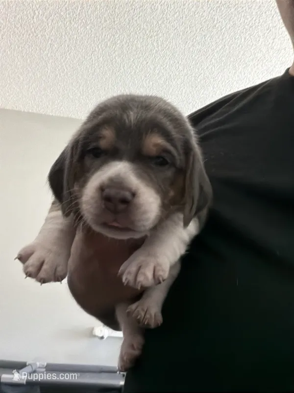 Green Collar-Boy – Beagle puppy for sale in Escalon, CA