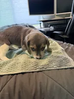 Pink Collar-Girl, a female Beagle for sale in Escalon, CA – 6 of 6