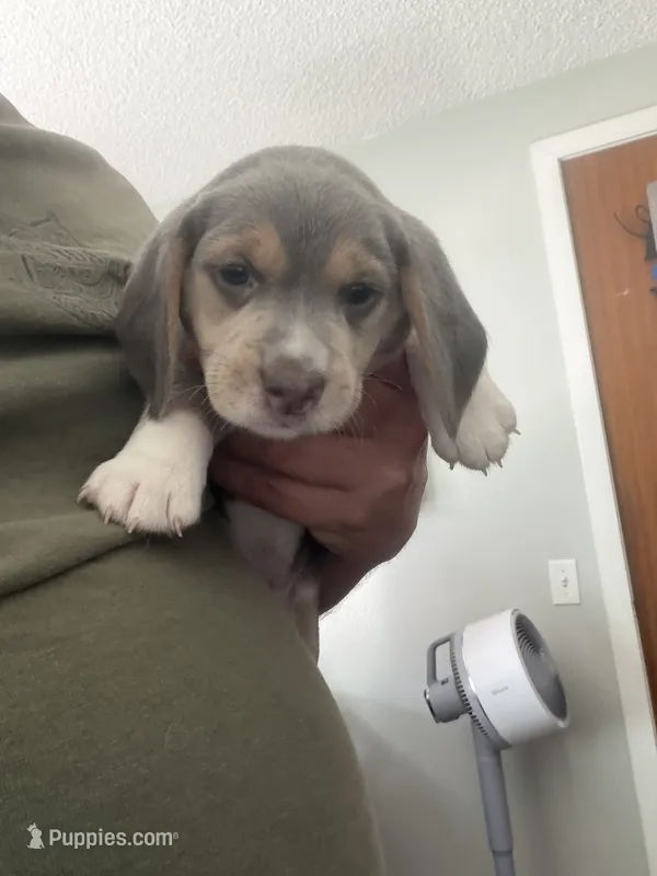 Gray Collar-Boy – Beagle puppy for sale in Escalon, CA