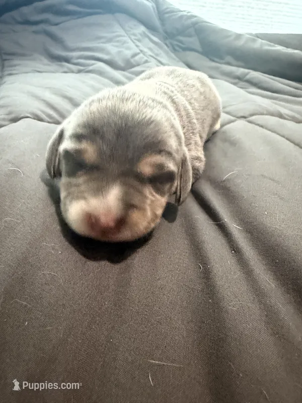 Pink Collar-Girl – Beagle puppy for sale in Escalon, CA