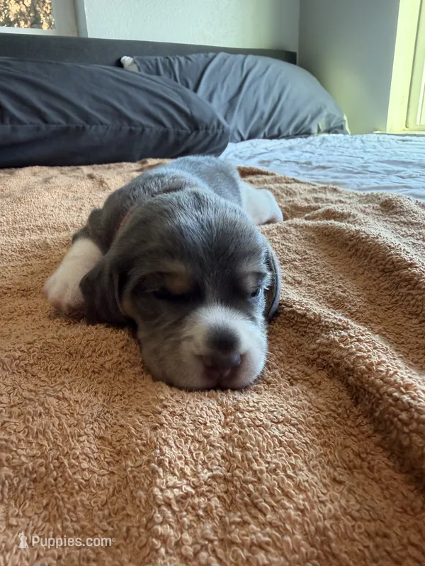 Orange Collar-Boy – Beagle puppy for sale in Escalon, CA