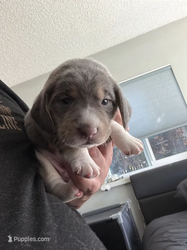 Gray Collar-Boy – Beagle puppy for sale in Escalon, CA