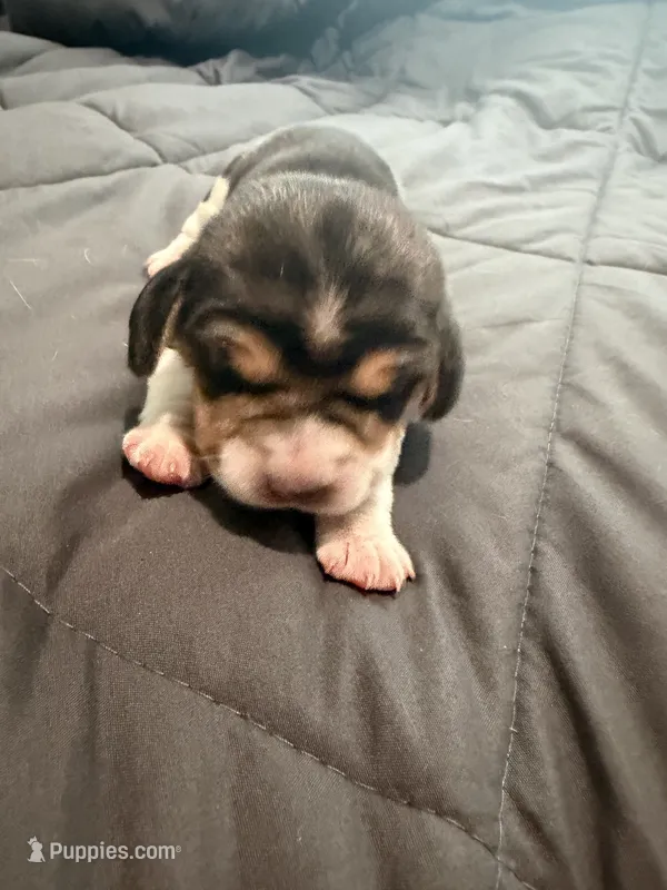 Purple Collar-Girl – Beagle puppy for sale in Escalon, CA