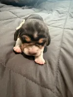Purple Collar-Girl, a female Beagle for sale in Escalon, CA – 1 of 3